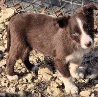B6DR Nugget BBM1, a male Border Collie for sale in Cherryvale, KS – Photo 8 of 10