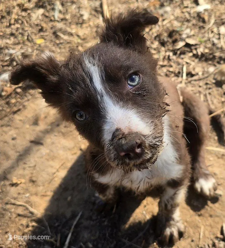 B6DR Nugget BBM1 – Border Collie puppy for sale in Cherryvale, KS