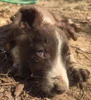 B6DR Nugget BBM1, a male Border Collie for sale in Cherryvale, KS – Photo 3 of 10