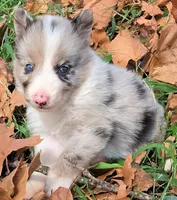 B6DR JGM5 Puck, a male Border Collie for sale in Cherryvale, KS – 3 of 8