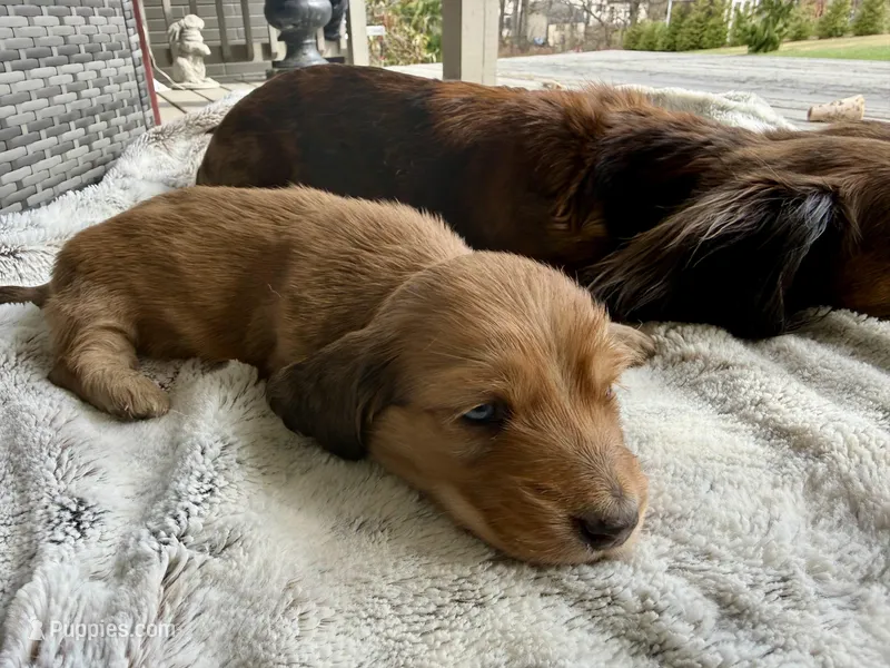Flynn Rider – Dachshund puppy for sale in Johnstown, PA