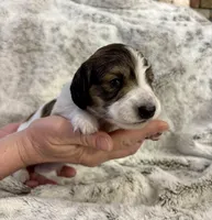 Tennyson, a male Dachshund for sale in Johnstown, PA – Photo 1 of 3