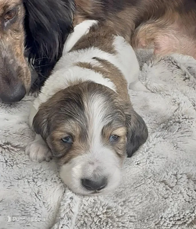 Tennyson – Dachshund puppy for sale in Johnstown, PA