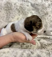 Tennyson, a male Dachshund for sale in Johnstown, PA – Photo 3 of 3