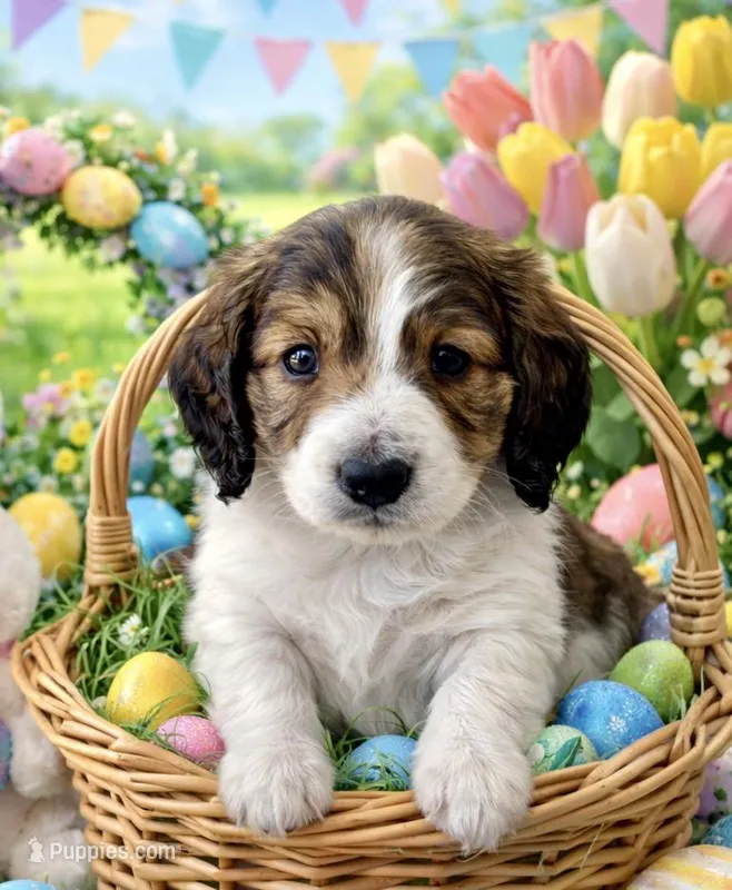 Tennyson – Dachshund puppy for sale in Johnstown, PA