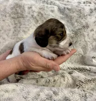 Tennyson, a male Dachshund for sale in Johnstown, PA – Photo 2 of 3