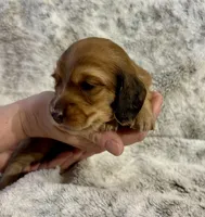 Flynn Rider, a male Dachshund for sale in Johnstown, PA – Photo 2 of 5