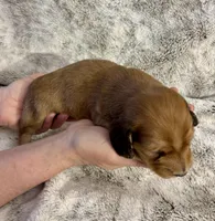 Flynn Rider, a male Dachshund for sale in Johnstown, PA – Photo 4 of 5