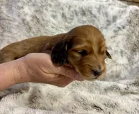 Flynn Rider, a male Dachshund for sale in Johnstown, PA – Photo 3 of 5