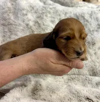 Flynn Rider, a male Dachshund for sale in Johnstown, PA – Photo 1 of 5