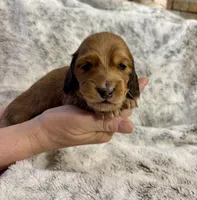 Flynn Rider, a male Dachshund for sale in Johnstown, PA – Photo 5 of 5