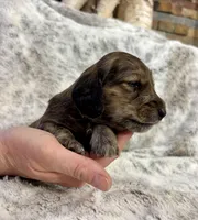 Tigger, a male Dachshund for sale in Johnstown, PA – Photo 3 of 4