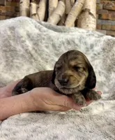 Tigger, a male Dachshund for sale in Johnstown, PA – Photo 4 of 4