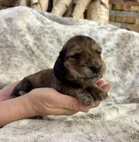 Tigger, a male Dachshund for sale in Johnstown, PA – Photo 1 of 4