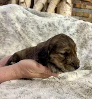 Tigger, a male Dachshund for sale in Johnstown, PA – Photo 2 of 4