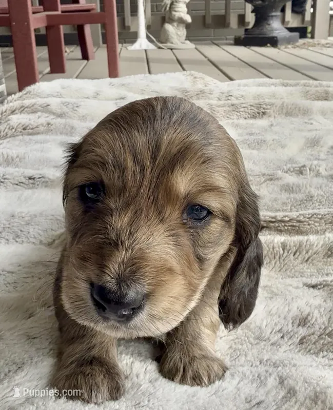 Tigger – Dachshund puppy for sale in Johnstown, PA