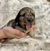 Tilly, a female Dachshund for sale in Johnstown, PA – Photo 2 of 3