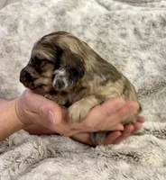 Tilly, a female Dachshund for sale in Johnstown, PA – Photo 1 of 3