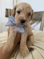 George, a male Miniature Goldendoodle for sale in Scottsdale, AZ – 4 of 7