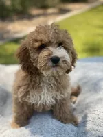 Josie, a female Cockapoo for sale in Scottsdale, AZ – 2 of 7
