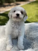 Jet , a male Cockapoo for sale in Scottsdale, AZ – 3 of 7