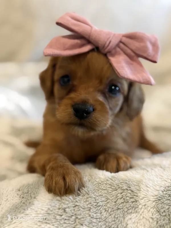 Harper – Cavapoo, Cavalier King Charles Spaniel puppy for sale in Scottsdale, AZ