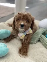 Rohan , a male Cavapoo and Cockapoo for sale in Scottsdale, AZ – 3 of 10