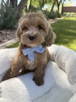 George, a male Miniature Goldendoodle for sale in Scottsdale, AZ – 6 of 8