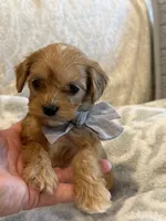 Booker, a male Maltipoo and Maltese for sale in Scottsdale, AZ – 3 of 7