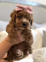 Rosie, a female Cavapoo and Cockapoo for sale in Scottsdale, AZ – 2 of 8