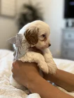 Jagger, a male Cavapoo and Cockapoo for sale in Scottsdale, AZ – 7 of 7