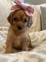 Scarlet , a female Cavapoo and Cavalier King Charles Spaniel for sale in Scottsdale, AZ – 3 of 7