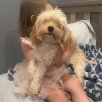 Cooper, a male Maltipoo for sale in Scottsdale, AZ – 6 of 6