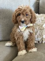Rohan , a male Cavapoo and Cockapoo for sale in Scottsdale, AZ – 4 of 10