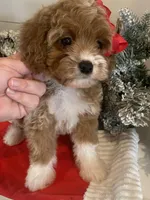 Brynn, a female Cavapoo and Cockapoo for sale in Scottsdale, AZ – Photo 1 of 10