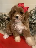Brynn, a female Cavapoo and Cockapoo for sale in Scottsdale, AZ – Photo 5 of 10