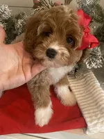 Brynn, a female Cavapoo and Cockapoo for sale in Scottsdale, AZ – Photo 4 of 10