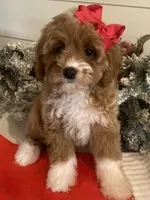 Brynn, a female Cavapoo and Cockapoo for sale in Scottsdale, AZ – Photo 7 of 10