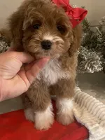 Brynn, a female Cavapoo and Cockapoo for sale in Scottsdale, AZ – Photo 9 of 10