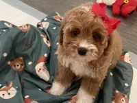 Brynn, a female Cavapoo and Cockapoo for sale in Scottsdale, AZ – Photo 2 of 10