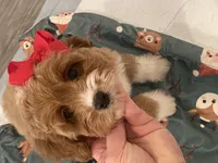 Brynn, a female Cavapoo and Cockapoo for sale in Scottsdale, AZ – Photo 8 of 10