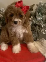 Brynn, a female Cavapoo and Cockapoo for sale in Scottsdale, AZ – Photo 6 of 10