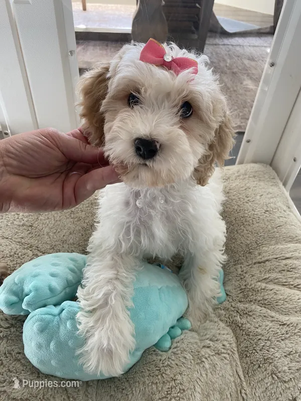 Maggie – Cavapoo, Cockapoo puppy for sale in Scottsdale, AZ
