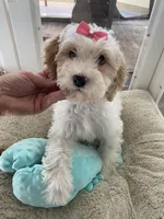 Maggie, a female Cavapoo and Cockapoo for sale in Scottsdale, AZ – 1 of 3