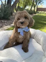 George, a male Miniature Goldendoodle for sale in Scottsdale, AZ – 8 of 8