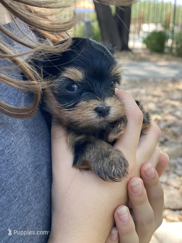 Morkie boy (will be tiny )  – Morkie puppy for sale in Scottsdale, AZ