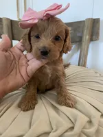 Hensley, a female Miniature Goldendoodle for sale in Scottsdale, AZ – 4 of 7