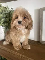 Ruffles, a male Cavapoo and Cockapoo for sale in Scottsdale, AZ – Photo 5 of 7