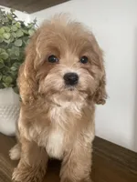 Ruffles, a male Cavapoo and Cockapoo for sale in Scottsdale, AZ – Photo 6 of 7