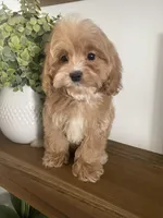 Ruffles, a male Cavapoo and Cockapoo for sale in Scottsdale, AZ – Photo 7 of 7